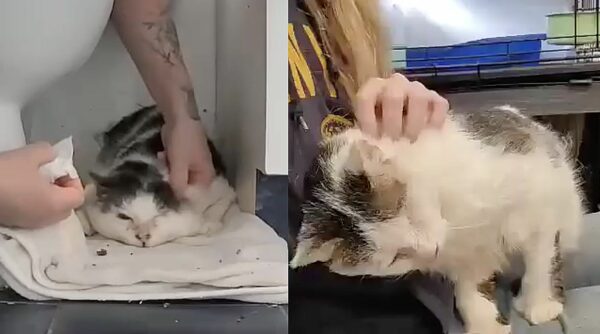 From Streets to Snuggles: A Cat's Unbelievable Transformation!-1