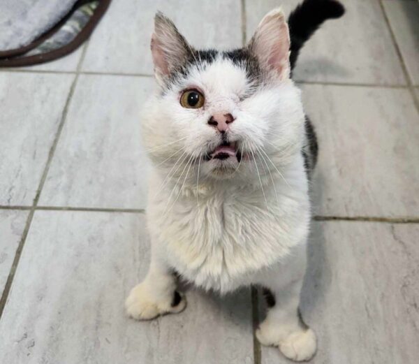 From Streets to Snuggles: A Cat's Unbelievable Transformation!-1