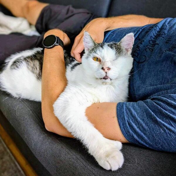 From Streets to Snuggles: A Cat's Unbelievable Transformation!-1