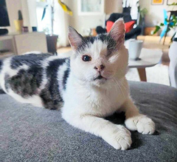 From Streets to Snuggles: A Cat's Unbelievable Transformation!-1