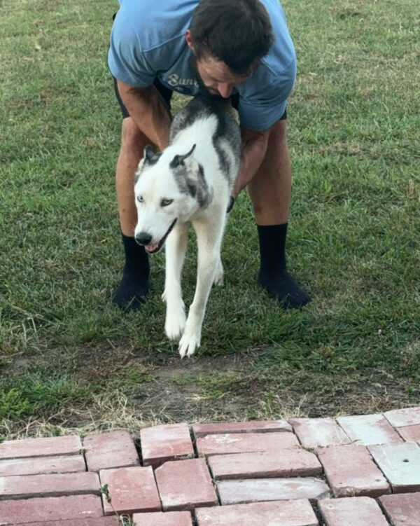 From Tragic Beginnings to Unconditional Love: A Husky's Morning Ritual-1