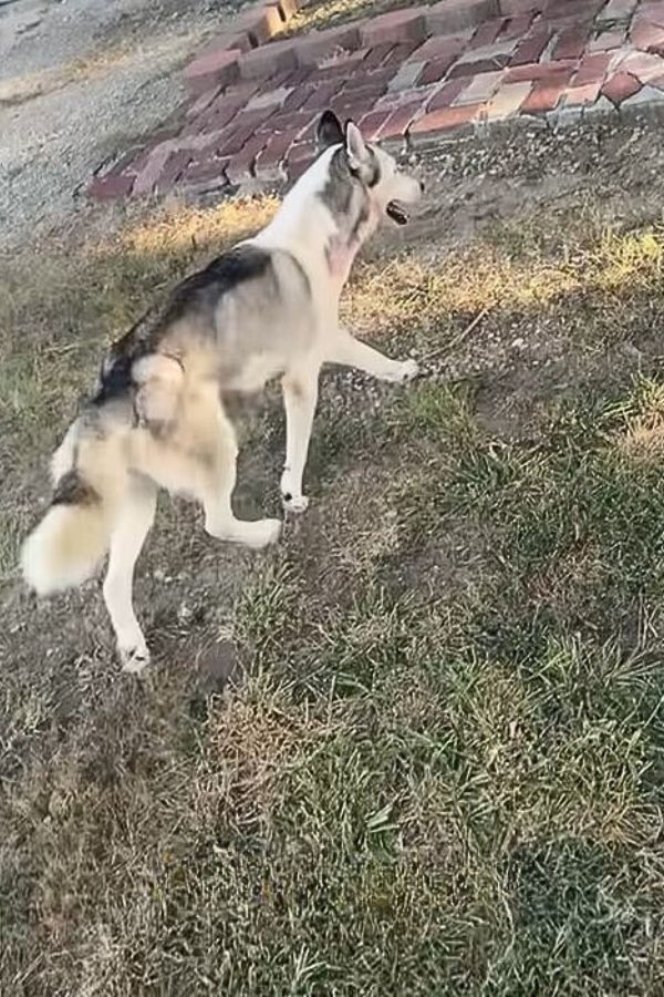 From Tragic Beginnings to Unconditional Love: A Husky's Morning Ritual-1