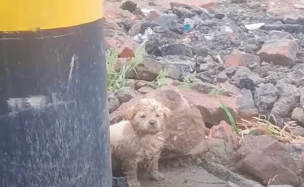 Girl's Heartfelt Encounter with a Helpless Pup: A Life-Changing Decision-1