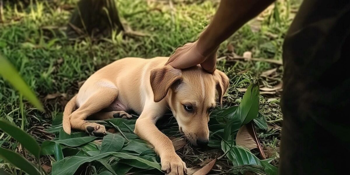 Heart-Tugging Encounter: Woman's Act of Kindness Transforms a Dog's Life Forever