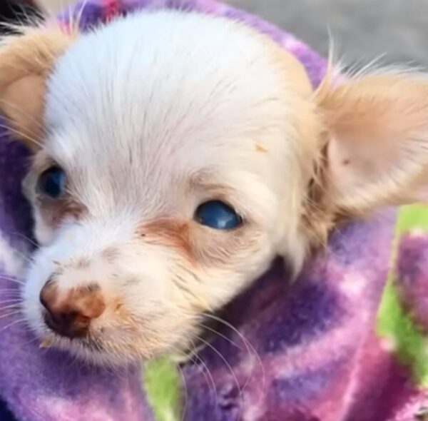 Heartbreaking Rescue: Puppy Found Weeping Beside Her Fallen Family-1