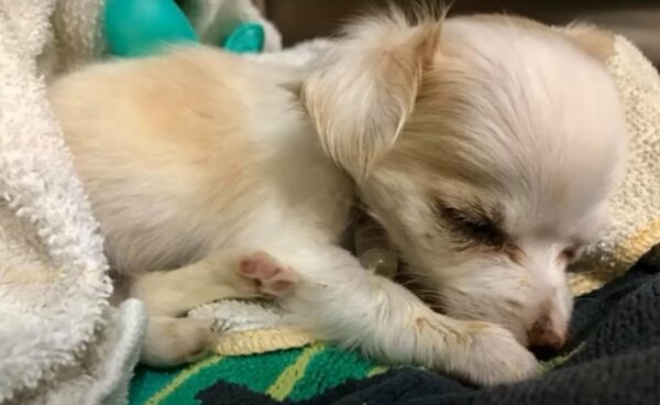 Heartbreaking Rescue: Puppy Found Weeping Beside Her Fallen Family-1