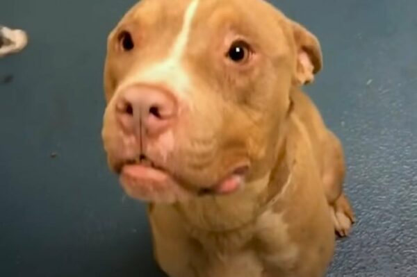 Kind Stranger Saves Pitbull From Euthanasia Just in Time-1