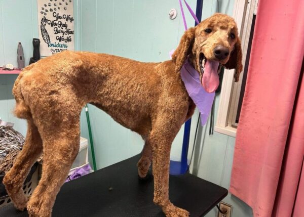 Man's Grooming Mishap with Goldendoodle Leaves Family in Stitches and Surprise-1