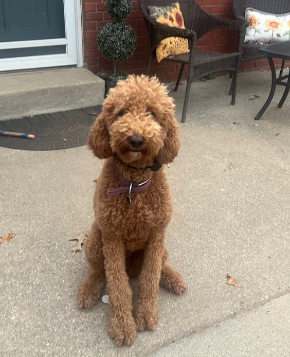 Man's Grooming Mishap with Goldendoodle Leaves Family in Stitches and Surprise-1