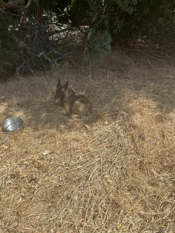 Mysterious Creature On Hillside Unveils Its True Identity, Leaving Rescuer In Tears-1