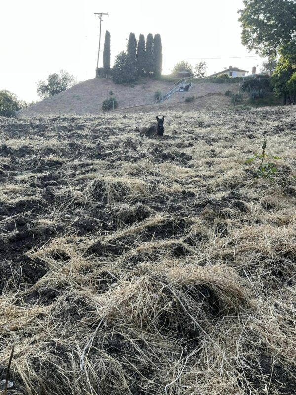 Mysterious Creature On Hillside Unveils Its True Identity, Leaving Rescuer In Tears-1