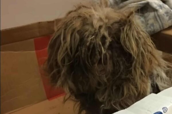 Mystery Box at Animal Shelter Reveals an Unbelievable Surprise Inside-1