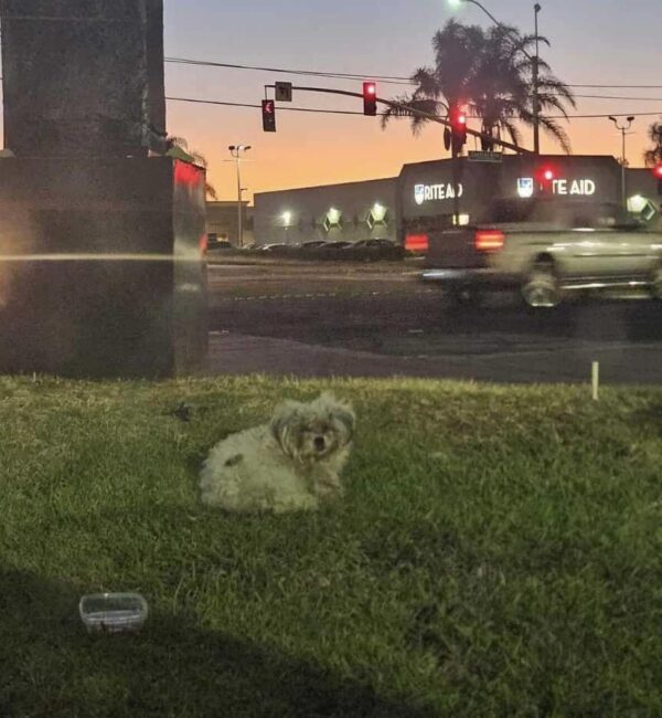 Neglected Pup's Heartbreaking Vigil: Waiting for Love at a Restaurant-1