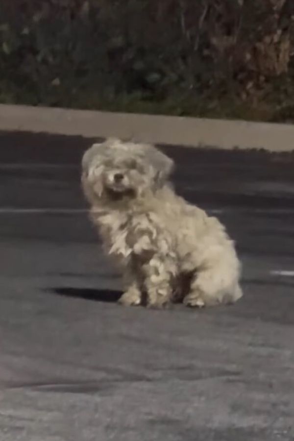 Neglected Pup's Heartbreaking Vigil: Waiting for Love at a Restaurant-1