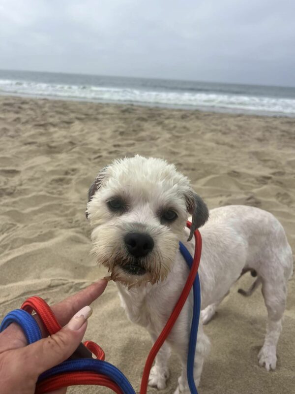 Neglected Pup's Heartbreaking Vigil: Waiting for Love at a Restaurant-1