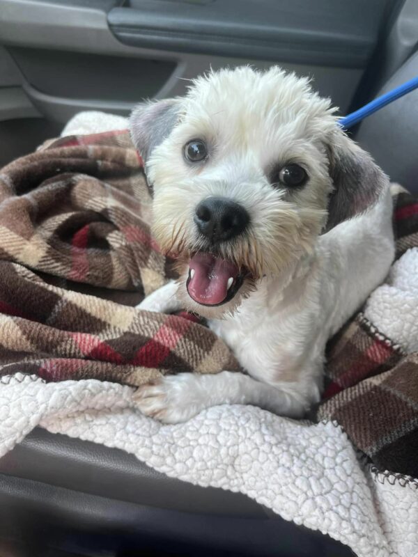 Neglected Pup's Heartbreaking Vigil: Waiting for Love at a Restaurant-1