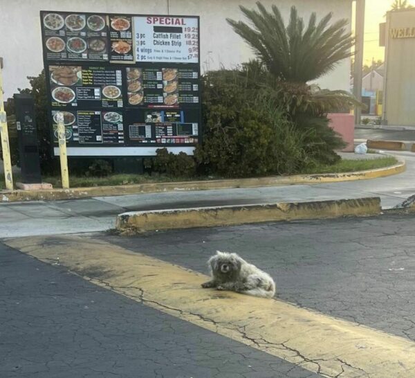 Neglected Pup's Heartbreaking Vigil: Waiting for Love at a Restaurant-1