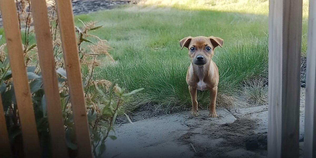 New Homeowner's Unexpected Guest: A Tale of Whiskers and Fate