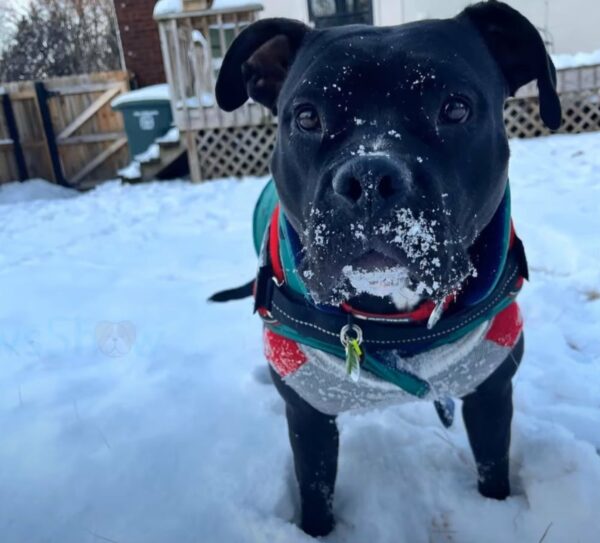 Rescued From the Brink: The Unbelievable Journey of a Dog and Her Savior-1