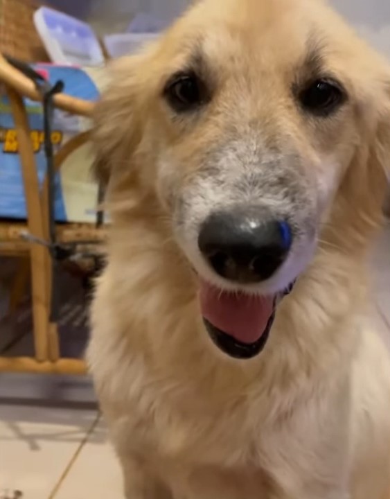 Rescued Pup's Miraculous Journey from Despair to Joy-1