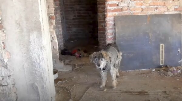 Rescuer Follows Stray Dog Into The Unknown And Discovers An Unbelievable Secret-1