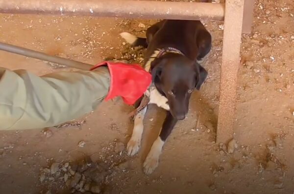 Rescuer Follows Stray Dog Into The Unknown And Discovers An Unbelievable Secret-1