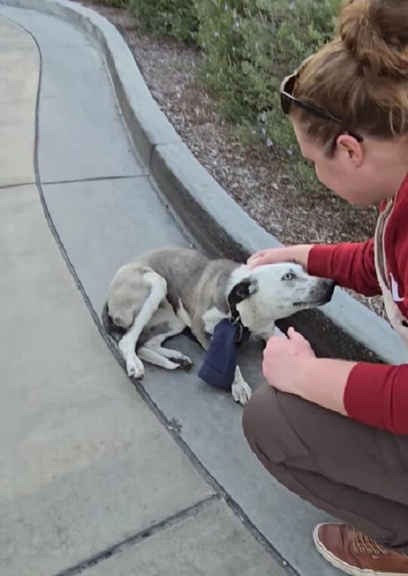 Rescuers Discover Timid Canine With Mysterious Neck Accessory at Drive-Thru-1