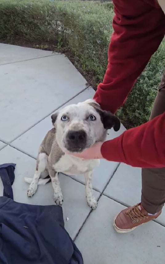 Rescuers Discover Timid Canine With Mysterious Neck Accessory at Drive-Thru-1