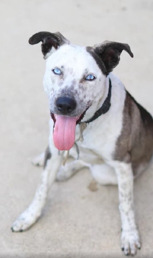 Rescuers Discover Timid Canine With Mysterious Neck Accessory at Drive-Thru-1