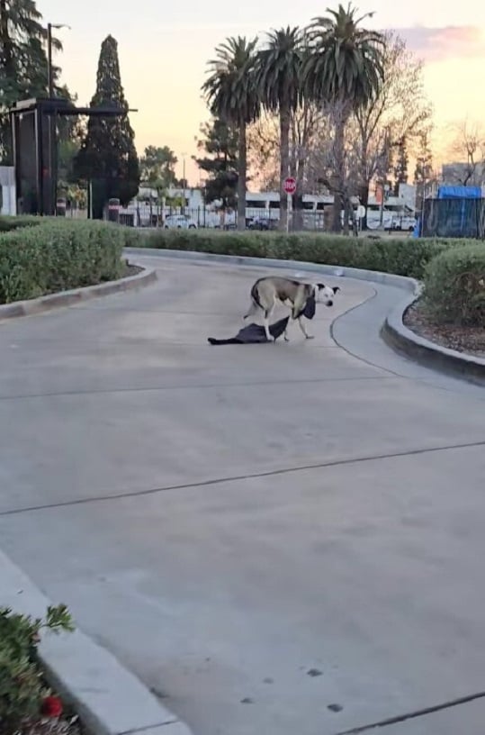 Rescuers Discover Timid Canine With Mysterious Neck Accessory at Drive-Thru-1