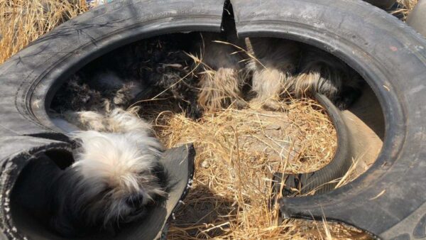 Rescuers Stumble Upon Unbelievable Find Inside Abandoned Tire-1