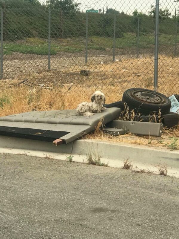 Rescuers Stumble Upon Unbelievable Find Inside Abandoned Tire-1