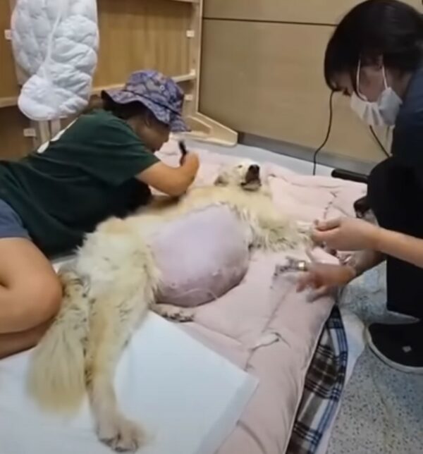 Rescuers Uncover the Heartbreaking Secret Behind a Dog's Bloated Belly-1