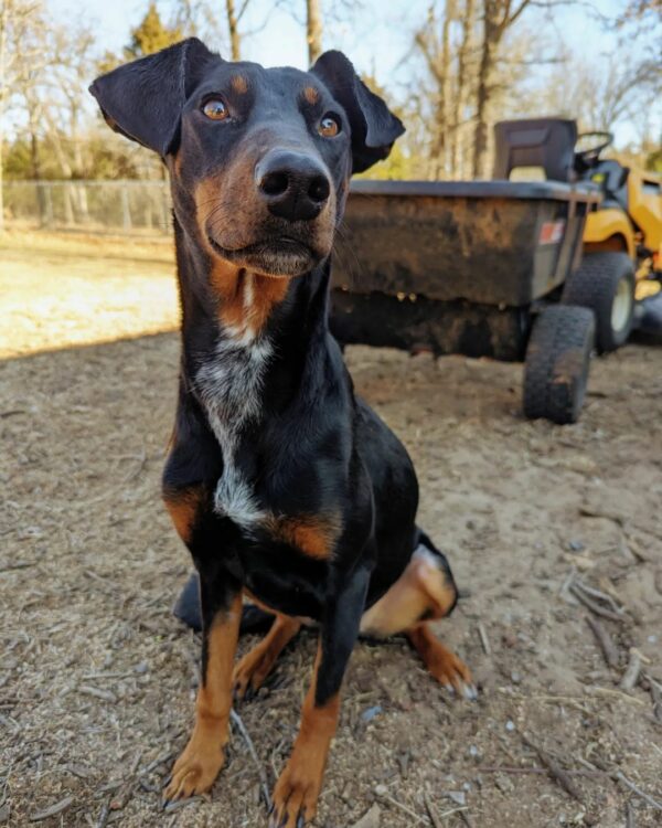 Resilient Dog's Surprising Fate: From Hope to Heartbreak and Back Again-1