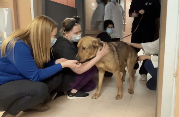 Shelter Dog's Heartfelt Farewell: You Won't Believe What Happens Next-1