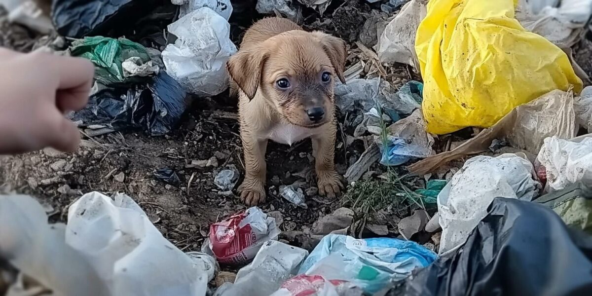 The Little Puppy Who Chose Love Over Despair