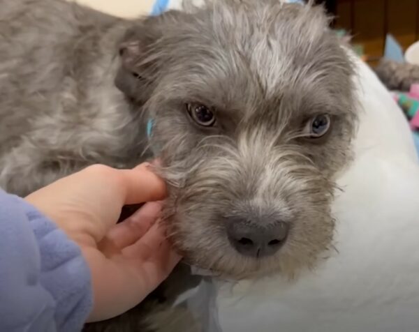 The Mystery Behind the Pup's Mesmerizing Eyes Finally Unveiled!-1