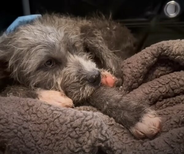 The Mystery Behind the Pup's Mesmerizing Eyes Finally Unveiled!-1