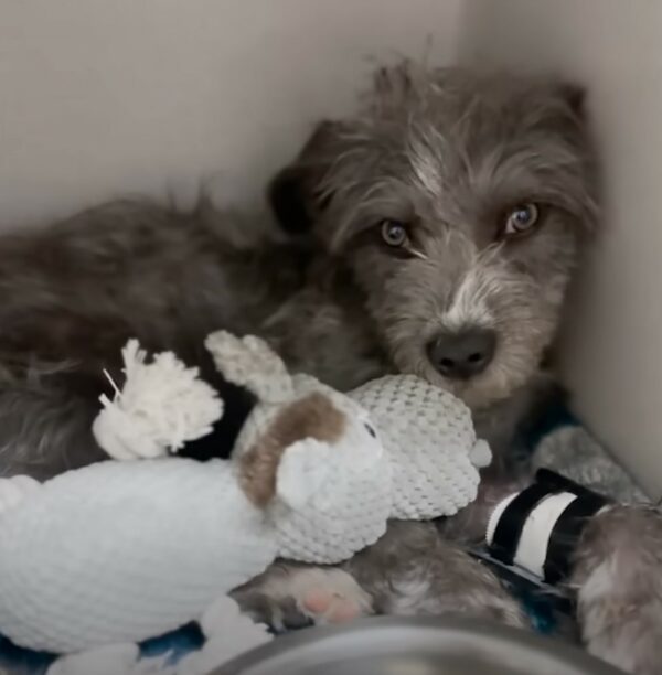 The Mystery Behind the Pup's Mesmerizing Eyes Finally Unveiled!-1