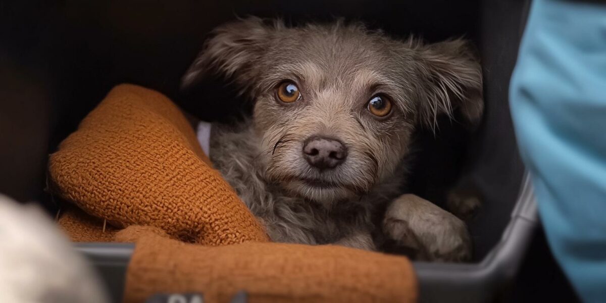 The Mystery Behind the Pup's Mesmerizing Eyes Finally Unveiled!