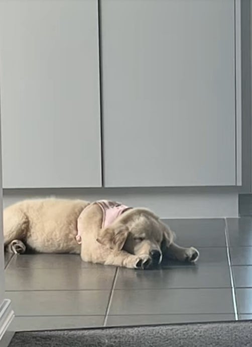 The Unexpected Twist When a Family Adopts the 'Calm' Puppy of Their Dreams!-1