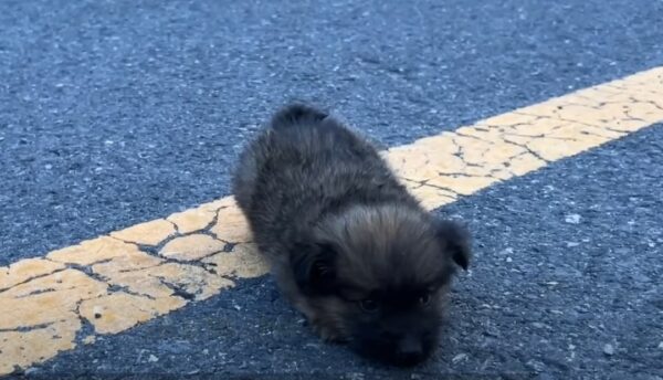 This Abandoned Pup's Journey to Joy Will Melt Your Heart-1