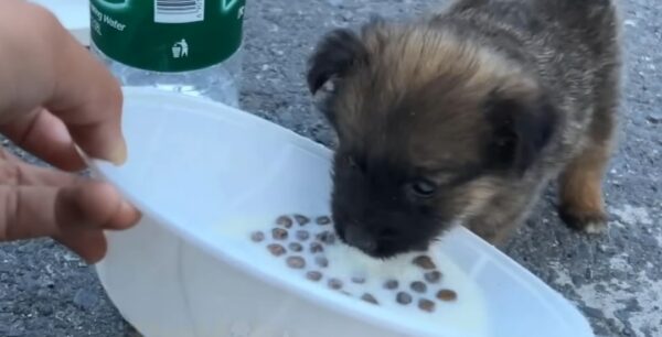 This Abandoned Pup's Journey to Joy Will Melt Your Heart-1