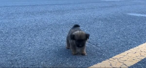 This Abandoned Pup's Journey to Joy Will Melt Your Heart-1