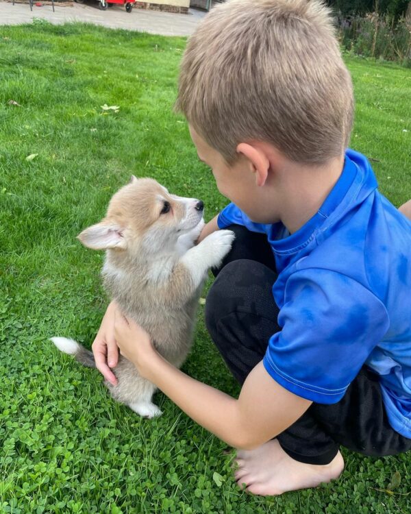 This Corgi's Daily Ritual Will Melt Your Heart-1