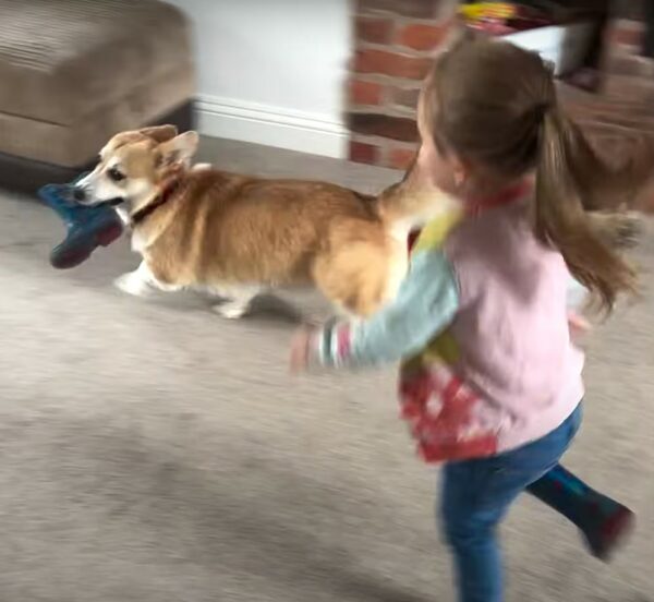 This Corgi's Daily Ritual Will Melt Your Heart-1