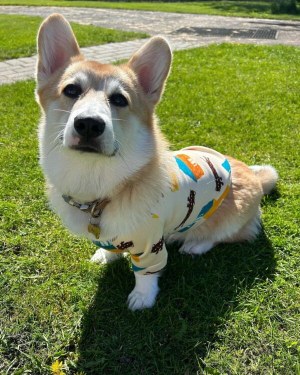 This Corgi's Daily Ritual Will Melt Your Heart-1