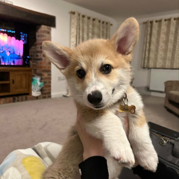 This Corgi's Daily Ritual Will Melt Your Heart-1