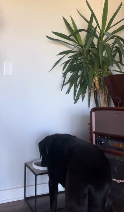 This Dog's Dinner Ritual Will Melt Your Heart and Make You Believe in Love-1