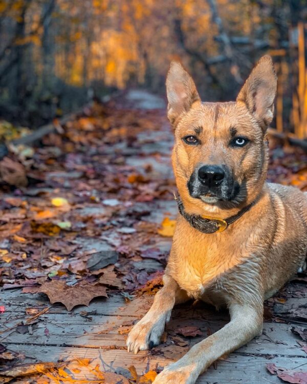 This Dog's Unbreakable Spirit Will Leave You in Tears-1